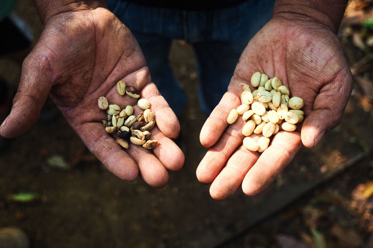 Close-up of person hand holding raw coffee beans