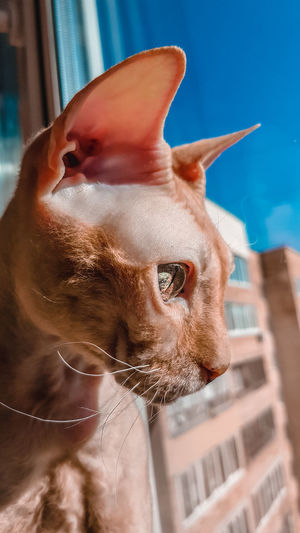 Close-up of cat looking at camera