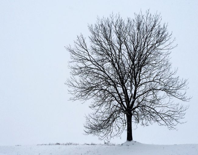 Bare trees against clear sky