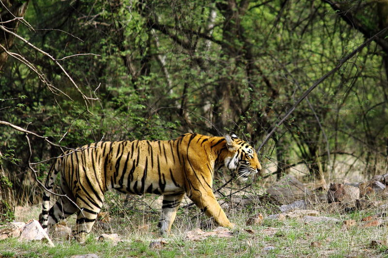 Side view of tiger walking at ranthambore national park