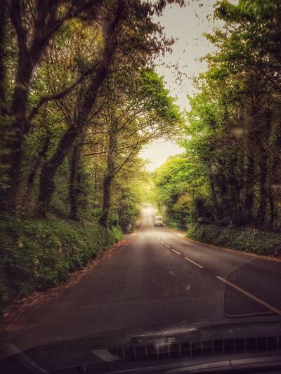 Road passing through forest