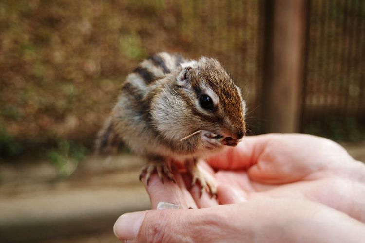 Close-up of person holding chipmunk