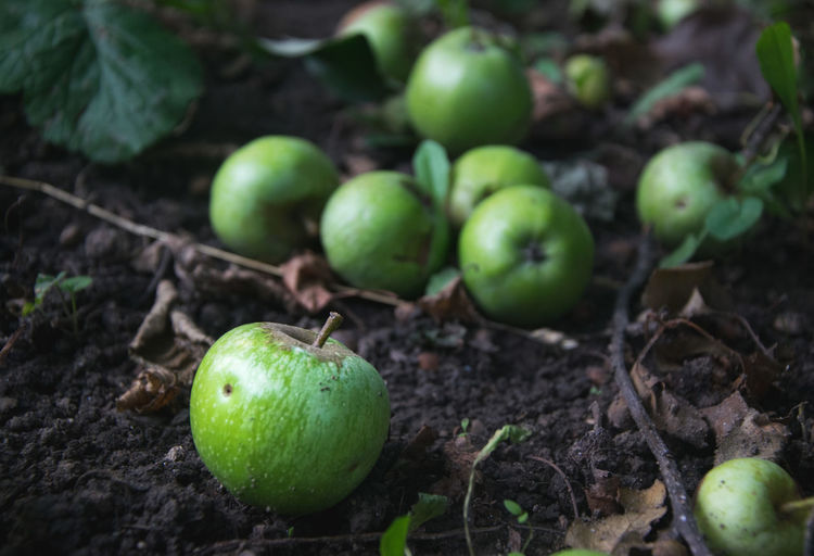 Close-up of apples on ground