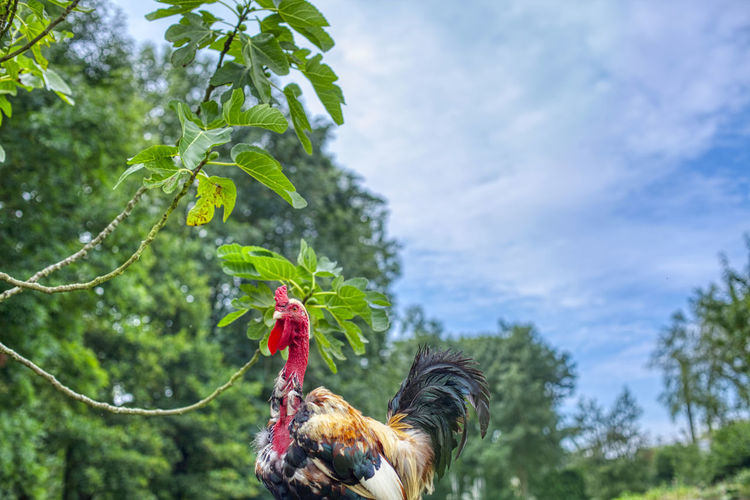 Rooster in saint-aignan in brittany