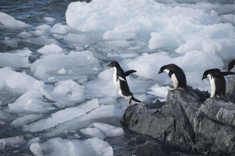 High angle view of penguins on rocky shore during winter