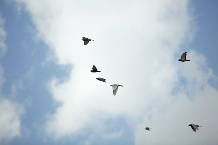 Low angle view of birds flying in sky