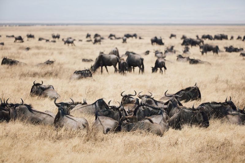 Wildebeests on grass against sky
