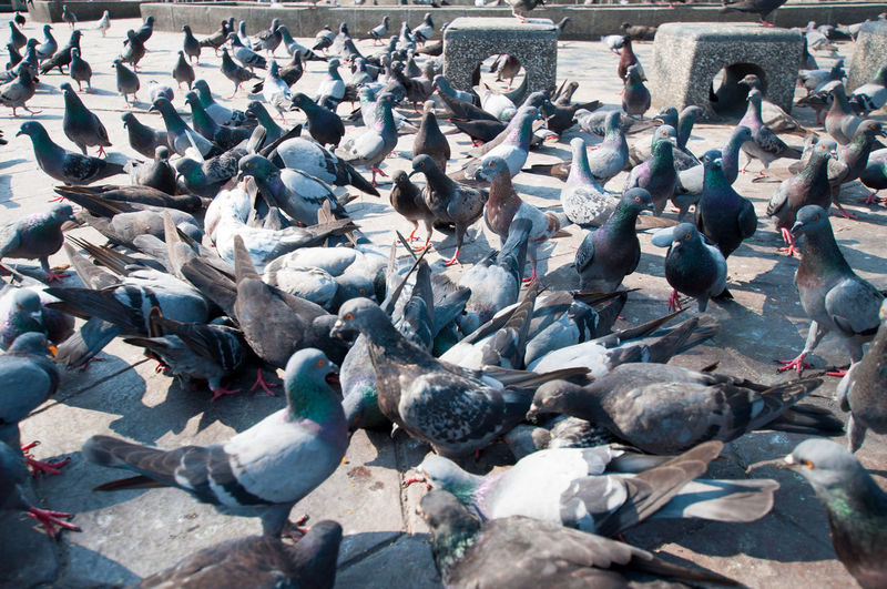 High angle view of pigeons at paved walkway in park