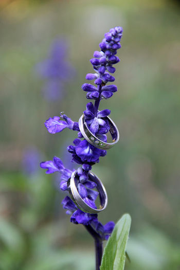 Close-up of two wedding rings on purple flower
