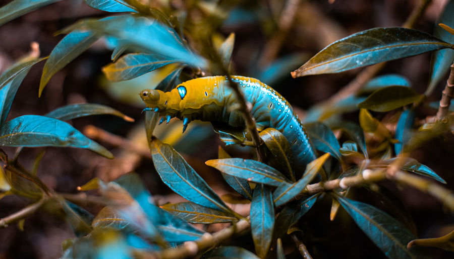 Leaf-eating worm