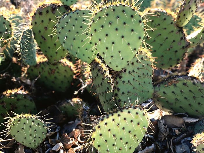 High angle view of prickly pear cactus