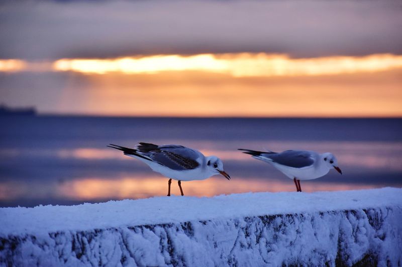 Seagulls flying over frozen lake during sunset