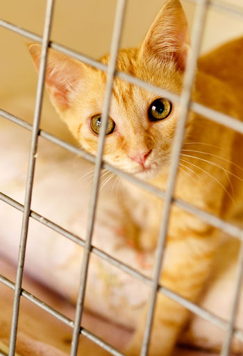 High angle view of cat in cage