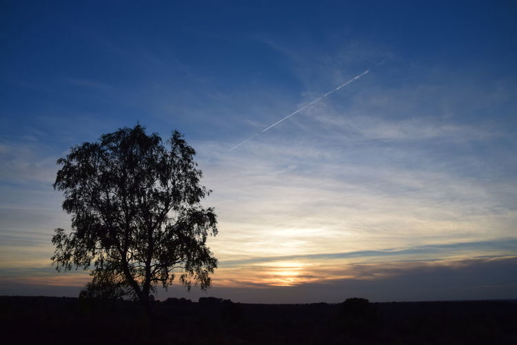 Silhouette tree on field against sky at sunset