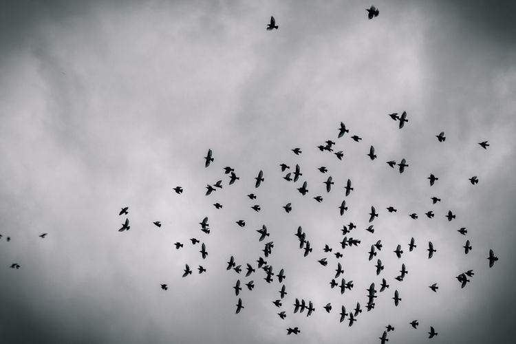 Low angle view of birds flying against sky