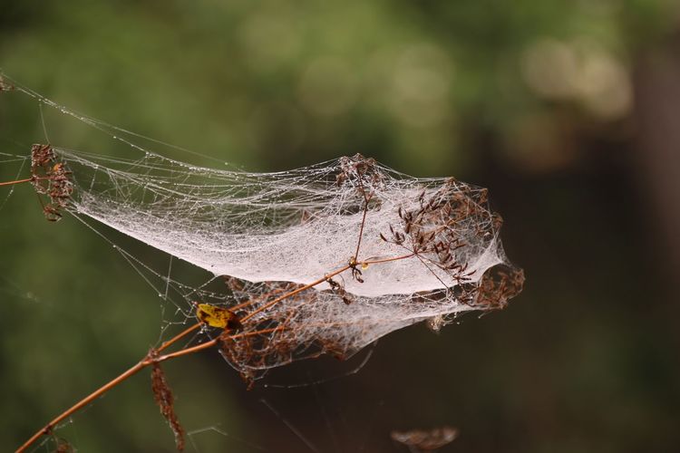 Close-up of spider web on dried plant