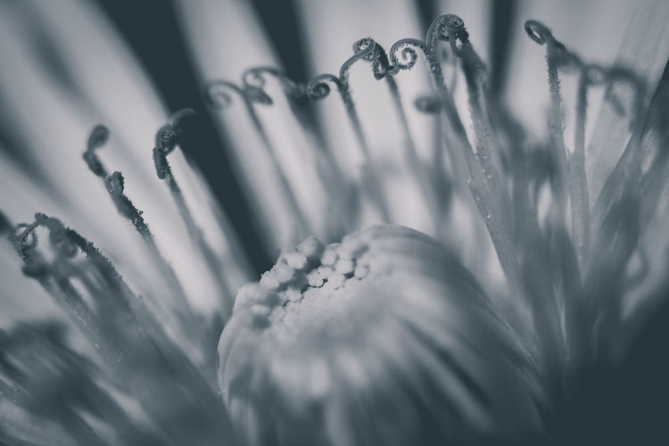 Macro of dandelion anthers