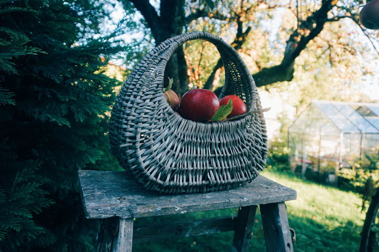View of apples in basket