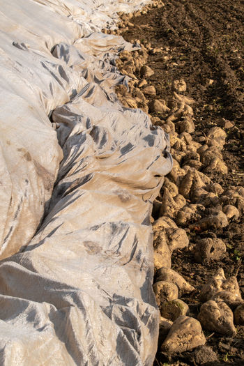 Sugar beets, beta vulgaris are temporarily stored in the field in a pile before they come to the fac