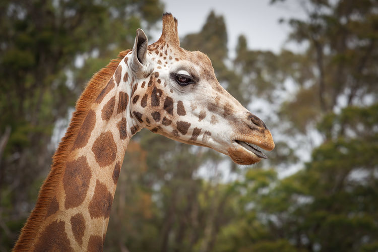 Close-up of giraffe against trees