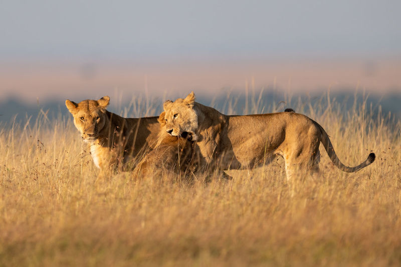 One lioness bites another while third watches