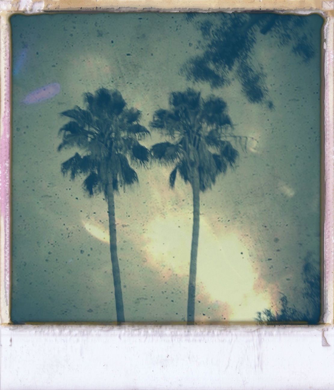 palm tree, transfer print, auto post production filter, tree, sky, growth, nature, low angle view, tranquility, outdoors, built structure, no people, sunlight, plant, beauty in nature, day, sunset, water, architecture, wall - building feature