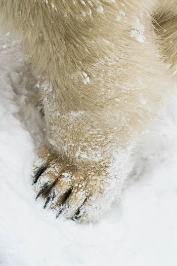Close-up of an animal in snow