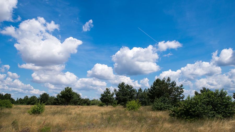 Trees on field against sky