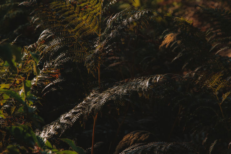 Close-up of fern against trees in forest
