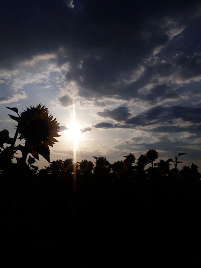 Silhouette trees and plants on field against sky during sunset