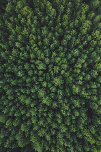 Directly above shot of trees in forest