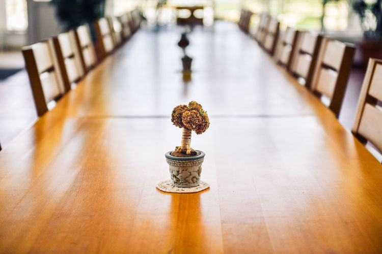 Bonsai plant on wooden table