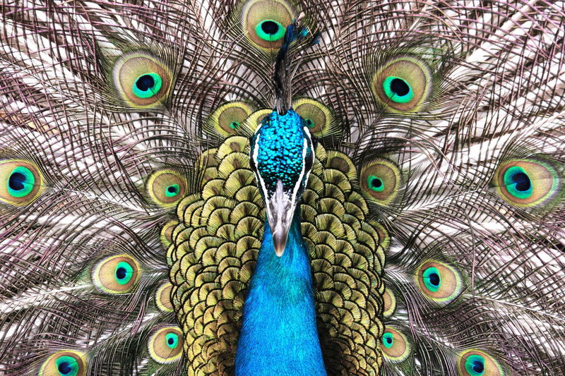 Close-up of peacock with feathers fanned out