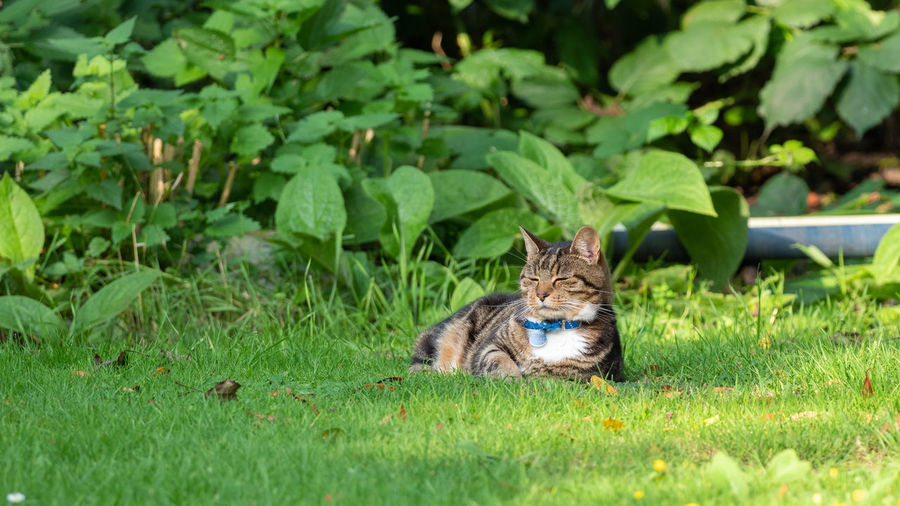 Cat in a field