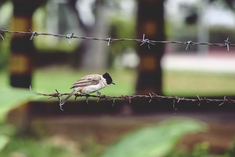 View of a bird on barbed wire