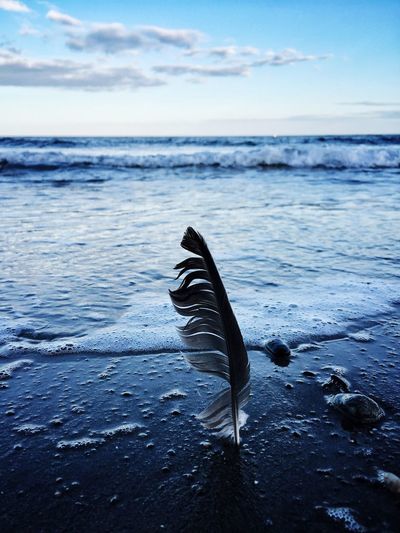 Close-up of feather on shore