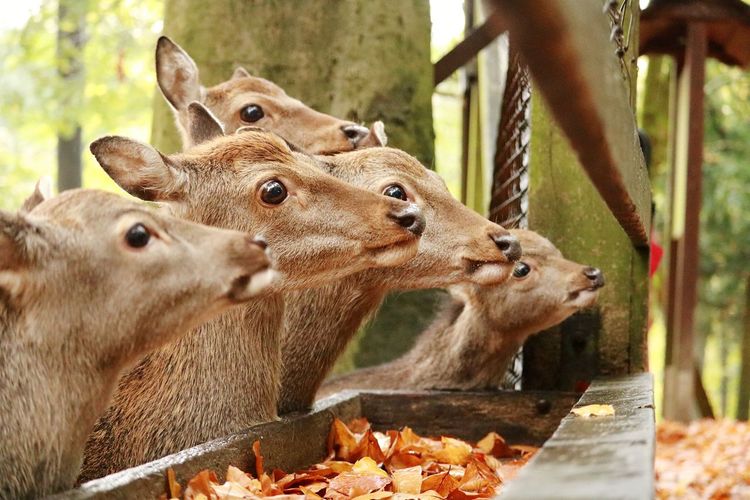 Deer family by trough at zoo