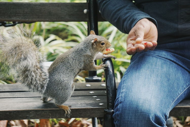 Midsection of person feeding squirrel on bench