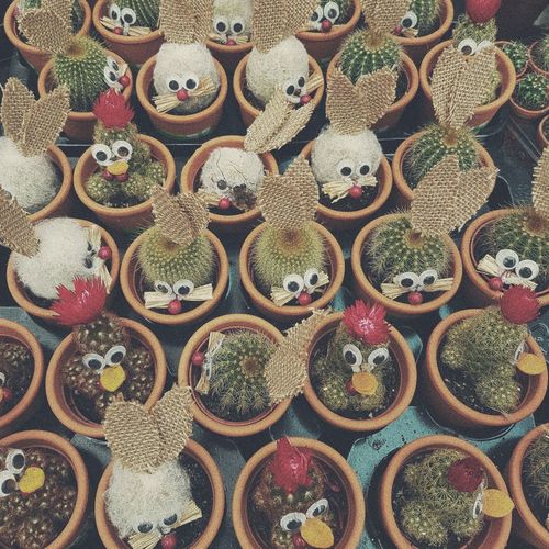 High angle view of succulent plants for sale in market stall