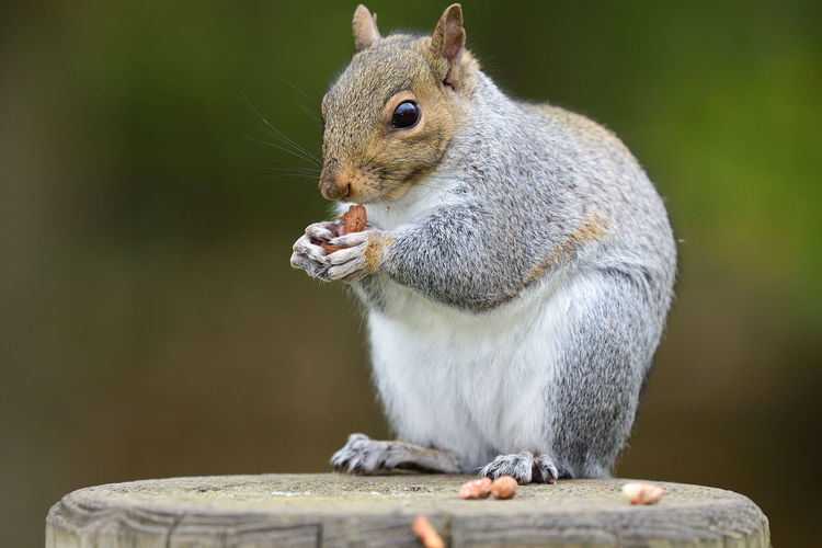 Grey squirrel eating a nut 