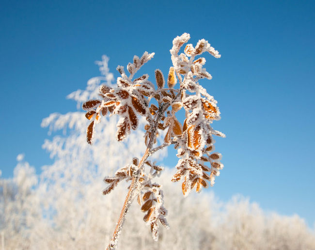 Low angle view of flowering frost plant against blue sky