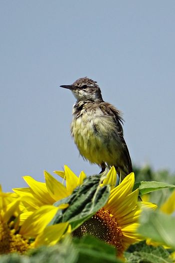 Close-up of bird perching on sunflower against clear sky