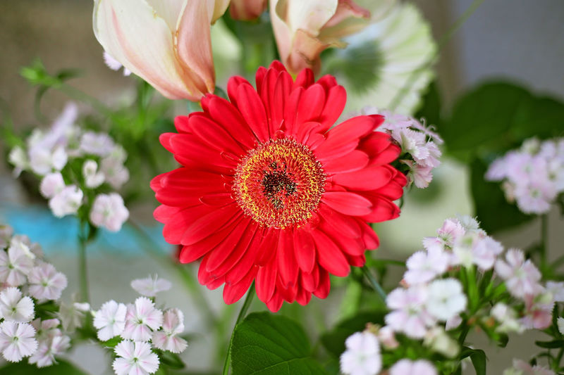 Close-up of red daisy flower
