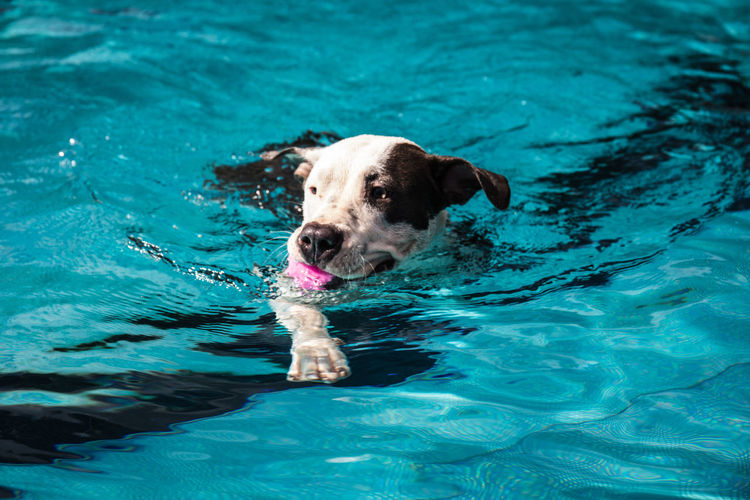 High angle view of dog swimming in pool