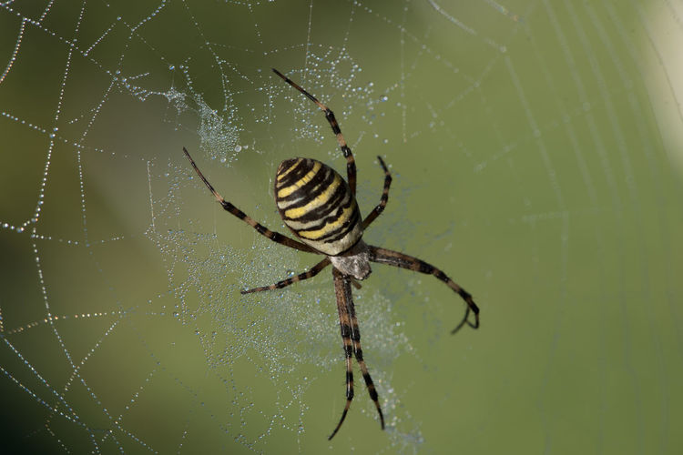 Close-up of spider on web