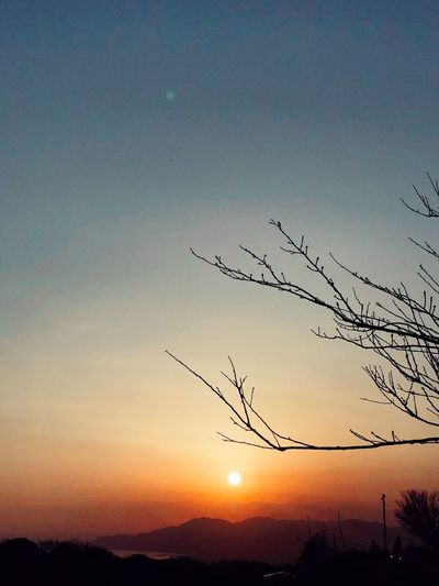 Low angle view of silhouette tree against sky during sunset