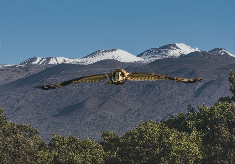 Owl flying against snowcapped mountains against clear blue sky