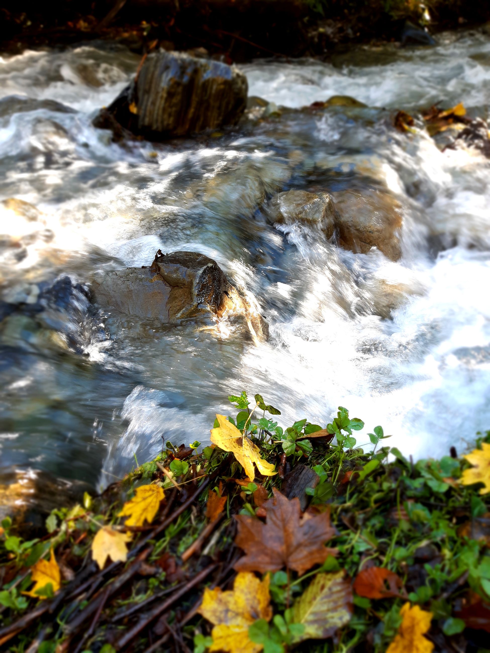 water, beauty in nature, nature, rock, flowing water, motion, plant, rock - object, solid, no people, day, land, scenics - nature, long exposure, outdoors, river, flowering plant, plant part, flower, flowing, stream - flowing water, running water
