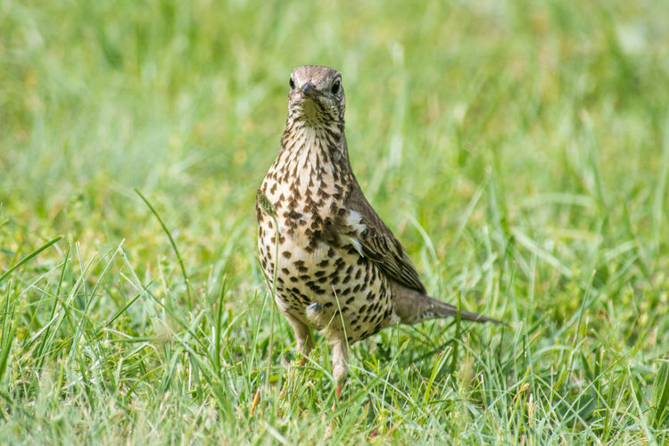 Bird perching on a grass