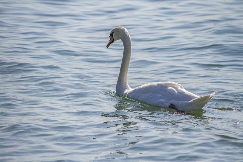 Swan swimming in lake